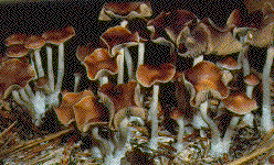 Psilocybe cyanescens20.gif
